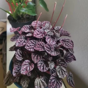 Red Beauty Peperomia Live Plant - Peperomia caperata 'Red Beauty' - 3-5