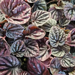 Red Beauty Peperomia Live Plant - Peperomia caperata 'Red Beauty' - 3-5