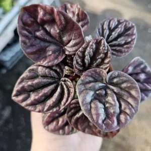 Red Beauty Peperomia Live Plant - Peperomia caperata 'Red Beauty' - 3-5