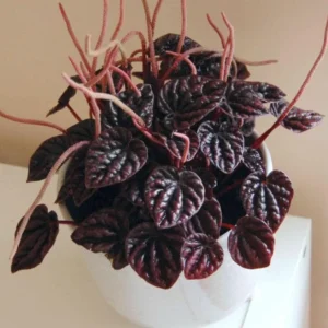 Red Beauty Peperomia Live Plant - Peperomia caperata 'Red Beauty' - 3-5