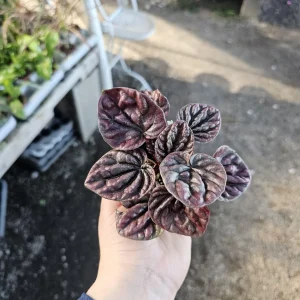 Red Beauty Peperomia Radiator Live Plant – 2 inch Pot – Indoor Houseplant - Image 3