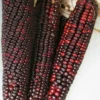 Red Bloody Butcher Corn Seeds - 200 Organic Heirloom Seeds for Flour & Tortillas, Annual - Image 1