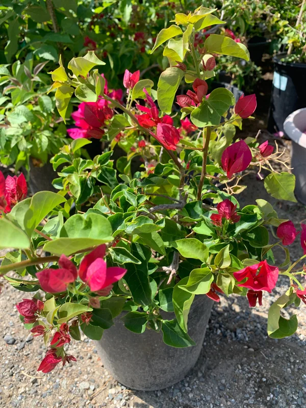 Red Bougainvillea Live Plant – 2-3 Feet Tall in 3 Gallon Pot – Outdoor Shrub - Image 1