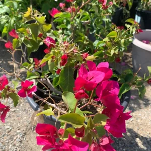Red Bougainvillea Live Plant – 2-3 Feet Tall in 3 Gallon Pot – Outdoor Shrub - Image 2
