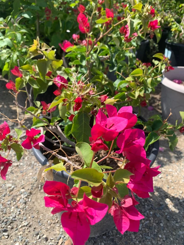 Red Bougainvillea Live Plant – 2-3 Feet Tall in 3 Gallon Pot – Outdoor Shrub - Image 2