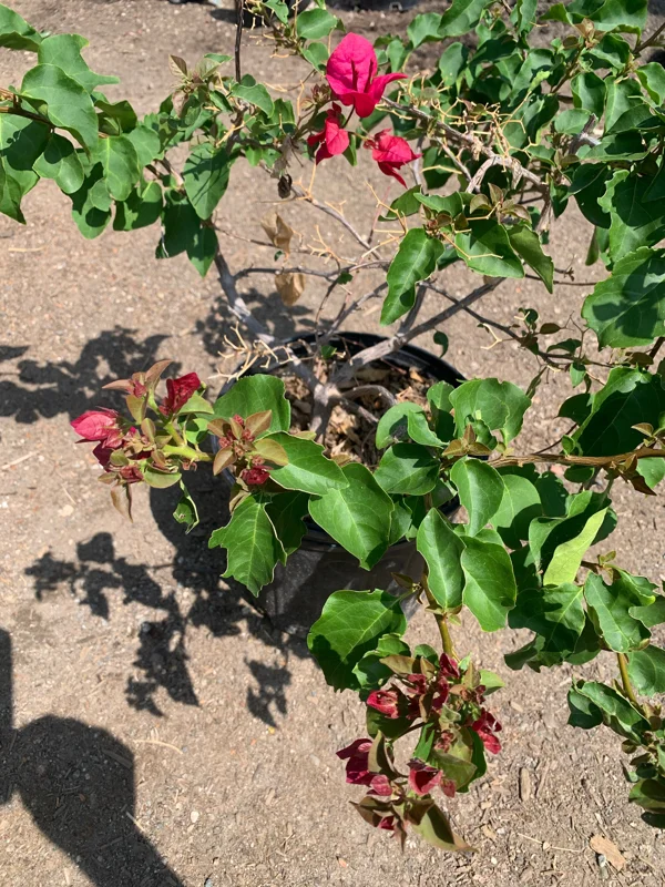 Red Bougainvillea Live Plant – 2-3 Feet Tall in 3 Gallon Pot – Outdoor Shrub - Image 3