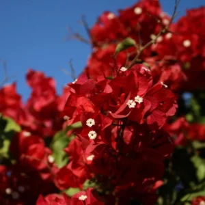 Red Bougainvillea Live Plant – Flowering Perennial, 6-8 Inches Tall, Outdoor - Image 3