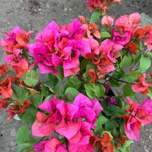 Red Bougainvillea 'Temple Fire' Live Plant – 6 Inch Pot – Bronze-Red Flowers – Outdoor Shrub - Image 2