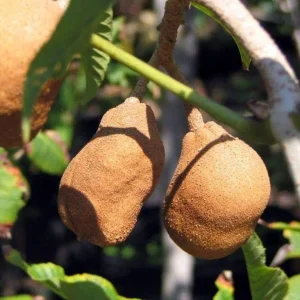 Red Buckeye Organic Seeds - Aesculus Pavia Firecracker Plant Seeds - Image 1