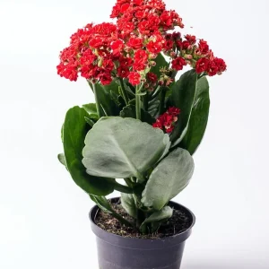 Red Calandiva Kalanchoe Live Plant – 2.5 inch Pot – Double Dark Red Blooms – Indoor - Image 1