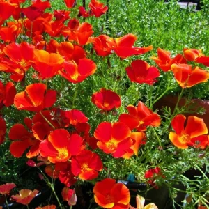 Red California Poppy Seeds - Non-GMO Flower Seeds | Fast Growing | Full Sun | 200+ Seeds - Image 2
