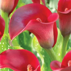 🌺🌺 Red Calla Lily Flowers Zantedeschia Aethiopica Plant Bonsai Seed FS07-10 - Image 3
