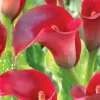 🌺🌺 Red Calla Lily Flowers Zantedeschia Aethiopica Plant Bonsai Seed FS07-10 - Image 1