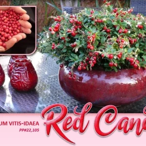 Red Candy Lingonberry Live Plant – Edible Berries – Compact Shrub – USDA Zone 4 - Image 1
