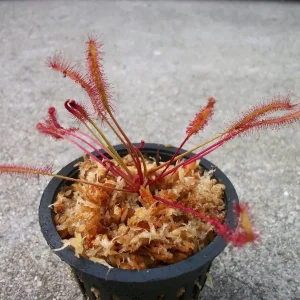 Red Cape Sundew Live Carnivorous Plant - Drosera Capensis - 3 Inch Pot - Indoor/Outdoor - Image 1
