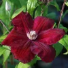 Red Cardinal Clematis Vine Live Plant – Potted 2.5" – Outdoor Climber - Image 1