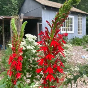 Red Cardinal Flower Bare Root Plant - Lobelia cardinalis - Set of 5 Roots - Attracts Pollinators - Image 2