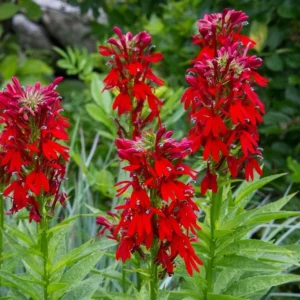 Red Cardinal Flower Bare Root Plant - Lobelia cardinalis - Set of 5 Roots - Attracts Pollinators - Image 1
