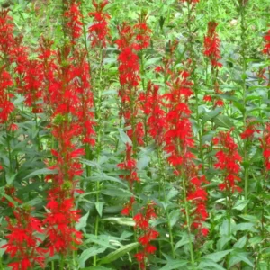 Red Cardinal Flower Bare Root Plant - Lobelia cardinalis - Set of 5 Roots - Attracts Pollinators - Image 4