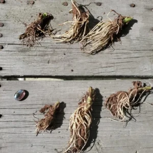 Red Cardinal Flower Bare Root Plant - Lobelia cardinalis - Set of 5 Roots - Attracts Pollinators - Image 6