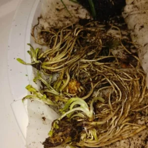 Red Cardinal Flower Bare Root Plant - Lobelia cardinalis - Set of 5 Roots - Attracts Pollinators - Image 7