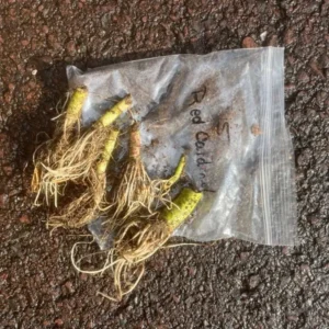 Red Cardinal Flower Bare Root Plant - Lobelia cardinalis - Set of 5 Roots - Attracts Pollinators - Image 8