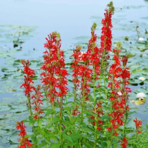 Red Cardinal Flower Bare Roots - Lobelia cardinalis - Perennial Plant - Set of 20 - Attracts Hummingbirds - Image 1