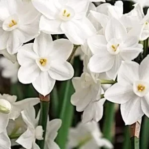 Red Ceramic Paperwhite Growing Kit - 3 Bulbs, Pot, Burlap Bag – Indoor - Image 2