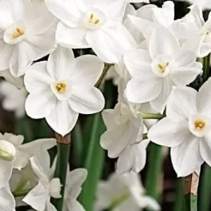 Red Ceramic Paperwhite Growing Kit - 3 Bulbs, Pot, Burlap Bag – Indoor - Image 2