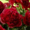 Red Charm Peony Bare Root - 2-3 Eye, Double Red Blooms, 2-3 ft Tall - Image 1
