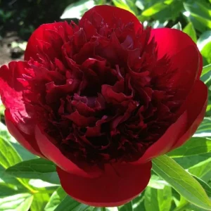 Red Charm Peony Bare Root - 2-3 Eye, Double Red Blooms, 2-3 ft Tall - Image 2