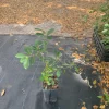 Red Cherry Guava Live Plant - 18" Tall in 6" Pot - Sweet Fruit Tree - Image 1