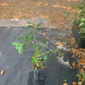 Red Cherry Guava Live Plant - 18