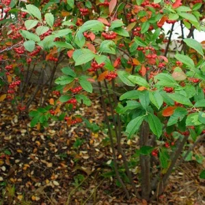 Red Chokeberry Bare-root Plant Aronia arbutifolia 2-Pack Outdoor Shrub - Image 2