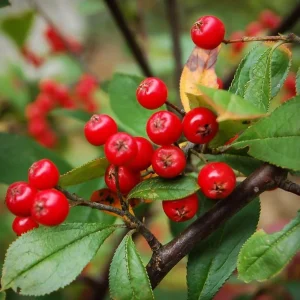 Red Chokeberry Bare-root Plant Aronia arbutifolia 2-Pack Outdoor Shrub - Image 1