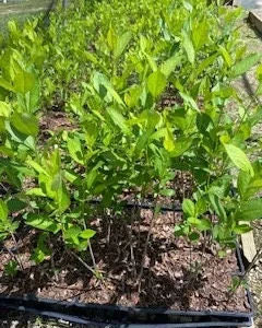Red Chokeberry Tree Live Plant (Aronia arbutifolia) - 4ft Pot Shrub - Image 3