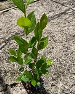 Red Chokeberry Tree Live Plant (Aronia arbutifolia) - 4ft Pot Shrub - Image 4