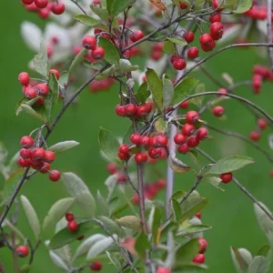 Red Chokeberry Tree Live Plant (Aronia arbutifolia) - 4ft Pot Shrub - Image 6
