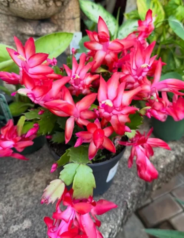 Red Christmas Cactus Live Plant - Schlumbergera truncata - 4-6" Tall, 4" Pot - Indoor Holiday Plant - Image 2