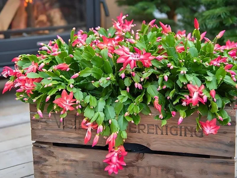 Red Christmas Cactus Live Plant - Schlumbergera truncata - 4-6" Tall, 4" Pot - Indoor Holiday Plant - Image 3