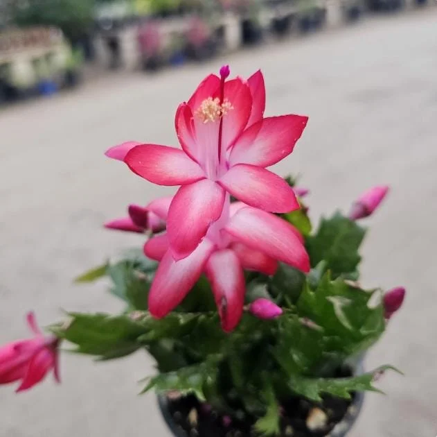 Red Christmas Cactus Live Plant - Schlumbergera truncata - 4-6" Tall, 4" Pot - Indoor Holiday Plant - Image 4