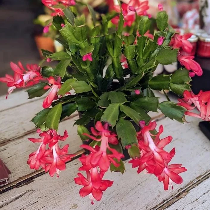 Red Christmas Cactus Live Plant - Schlumbergera truncata - 4-6" Tall, 4" Pot - Indoor Holiday Plant - Image 1