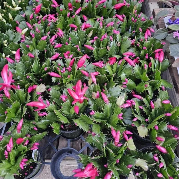 Red Christmas Cactus Live Plant - Schlumbergera truncata - 4-6" Tall, 4" Pot - Indoor Holiday Plant - Image 5