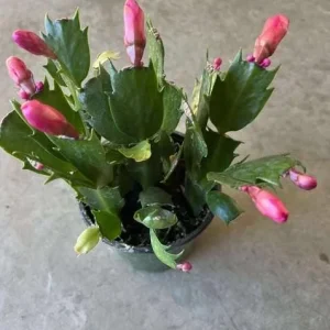 Red Christmas Cactus Live Plant - Schlumbergera truncata - 4-6