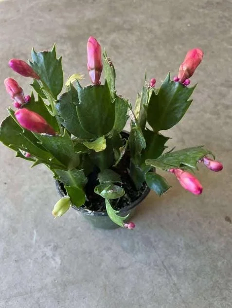 Red Christmas Cactus Live Plant - Schlumbergera truncata - 4-6" Tall, 4" Pot - Indoor Holiday Plant - Image 6