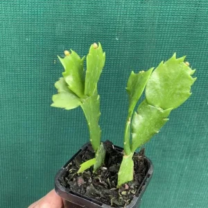 Red Christmas Cactus Live Plant - Schlumbergera truncata - 4-6