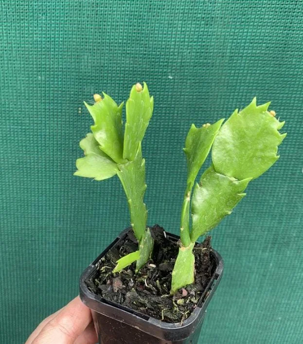 Red Christmas Cactus Live Plant - Schlumbergera truncata - 4-6" Tall, 4" Pot - Indoor Holiday Plant - Image 7