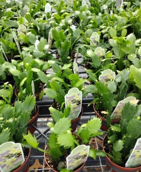 Red Christmas Cactus Live Plant - Schlumbergera truncata - 4-6" Tall, 4" Pot - Indoor Holiday Plant - Image 8