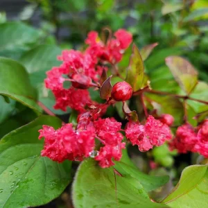 Red Crape Myrtle Live Plant - Lagerstroemia indica 'Rubra' - 4