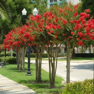 Red Crape Myrtle Live Plant - Lagerstroemia indica 'Rubra' - 4" Container - Image 1